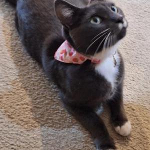 Lost Cat Stormie