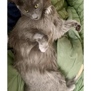 Lost Cat Astro