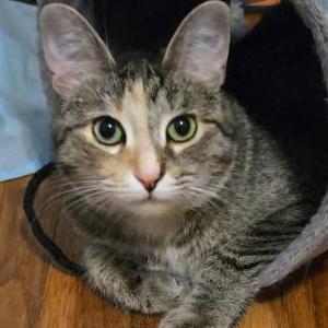 Image of Della, Lost Cat