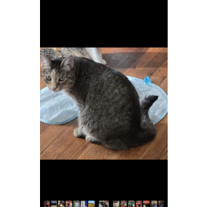 2nd Image of Della, Lost Cat