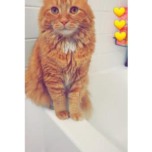 Lost Cat Cheddar
