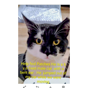 Image of Patches, Lost Cat