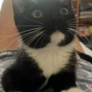 Image of Katy, Lost Cat