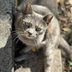 Lost Cat Beanie