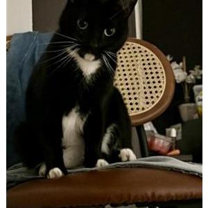 Lost Cat Cosmo