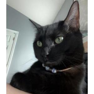 Lost Cat Yuji