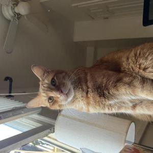 Lost Cat Fanta