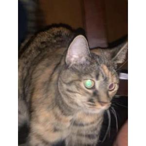 Image of Keeks, Lost Cat