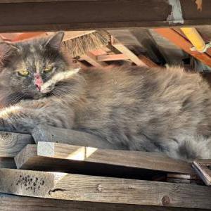 Found Cat Unknown