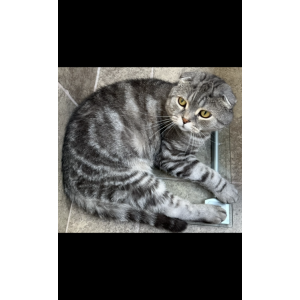 Lost Cat Kobe