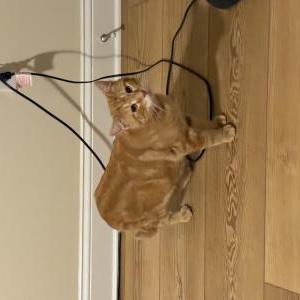 Lost Cat Bongo