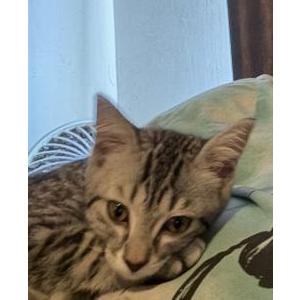 Image of Diamond Skye, Lost Cat