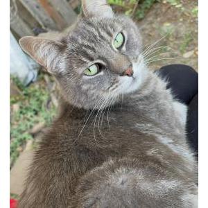 Lost Cat Rain