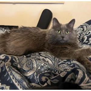Lost Cat Therma