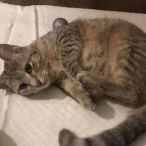Found Cat Unknown