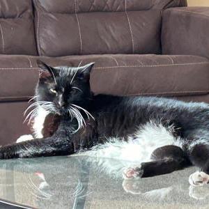 Image of prince, Lost Cat