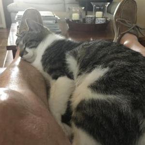 Lost Cat Malcomb