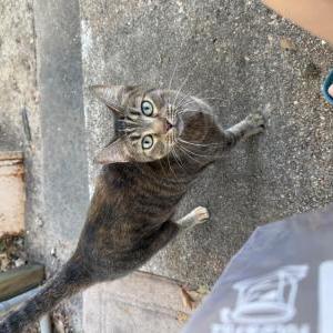 Image of Unlnown, Found Cat