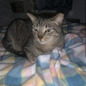 Lost Cat Butters