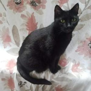 Lost Cat Jemma