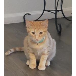 Lost Cat Chester Garritas