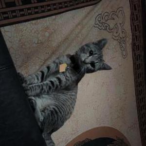 Lost Cat Kush