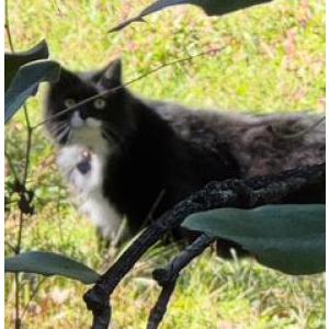 Found Cat unknown