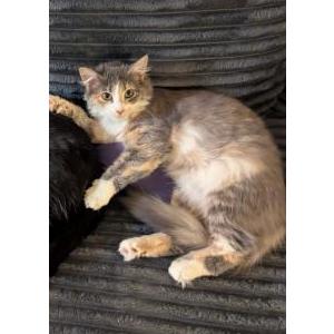 Image of Luna, Lost Cat