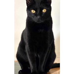 Image of Bagheera, Lost Cat