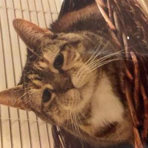 Image of Dezzi, Lost Cat