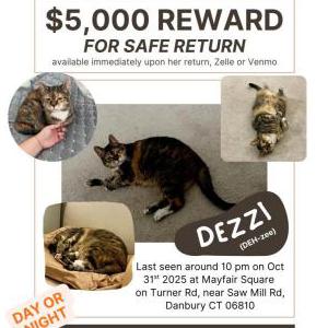 2nd Image of Dezzi, Lost Cat
