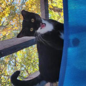 Image of Unknown call Oreo, Found Cat
