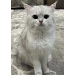 Image of Mimi, Lost Cat