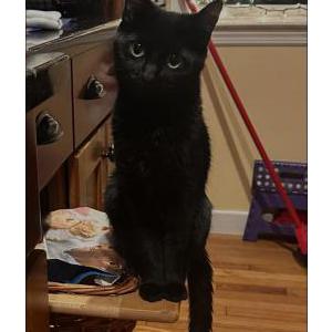 Lost Cat Lucy