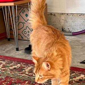 Image of unknown, Found Cat