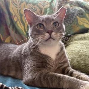 Image of Axel, Lost Cat