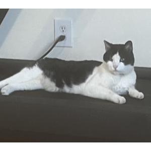 Lost Cat Kitty