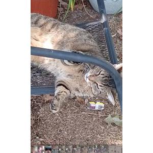 Lost Cat Zeus