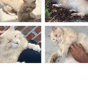 Lost Cat Buddy