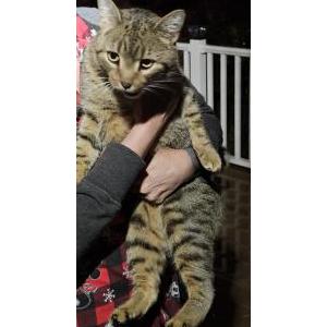 Image of Unknown, Found Cat