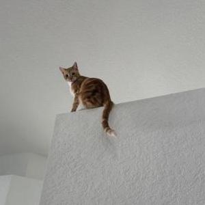 Lost Cat Pika Pika