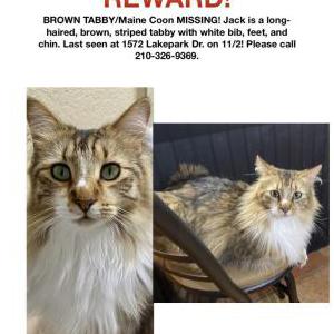 Lost Cat Jack