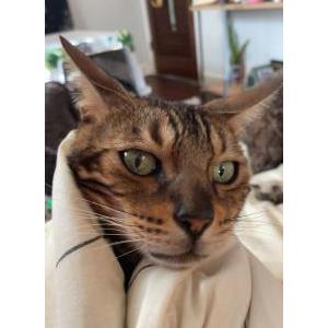 Lost Cat xander