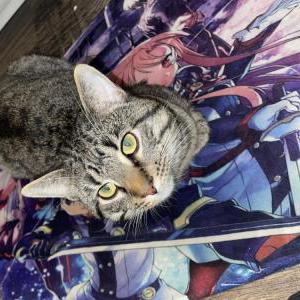 Lost Cat ora