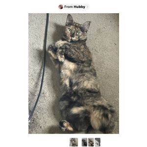 Lost Cat Aura