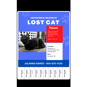 Lost Cat Phoenix