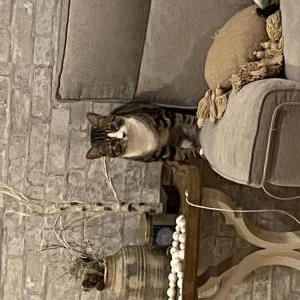 Image of Salem, Lost Cat