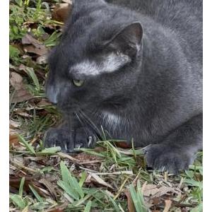 Lost Cat Leif