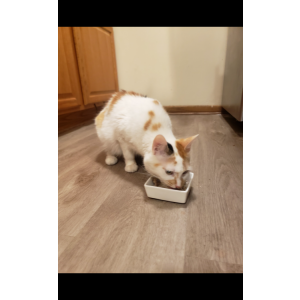 Image of Iiesha, Lost Cat