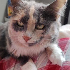 Image of Sugar, Lost Cat